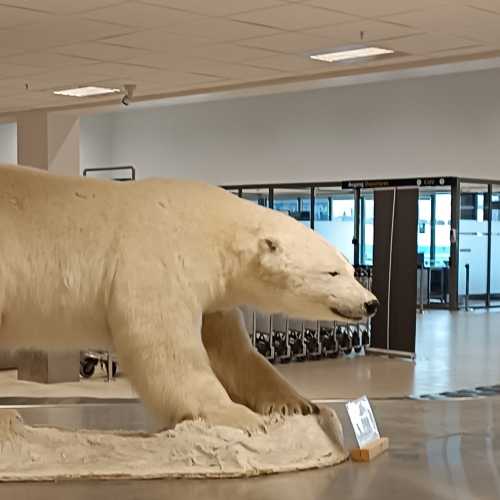 Polar Bear, Норвегия