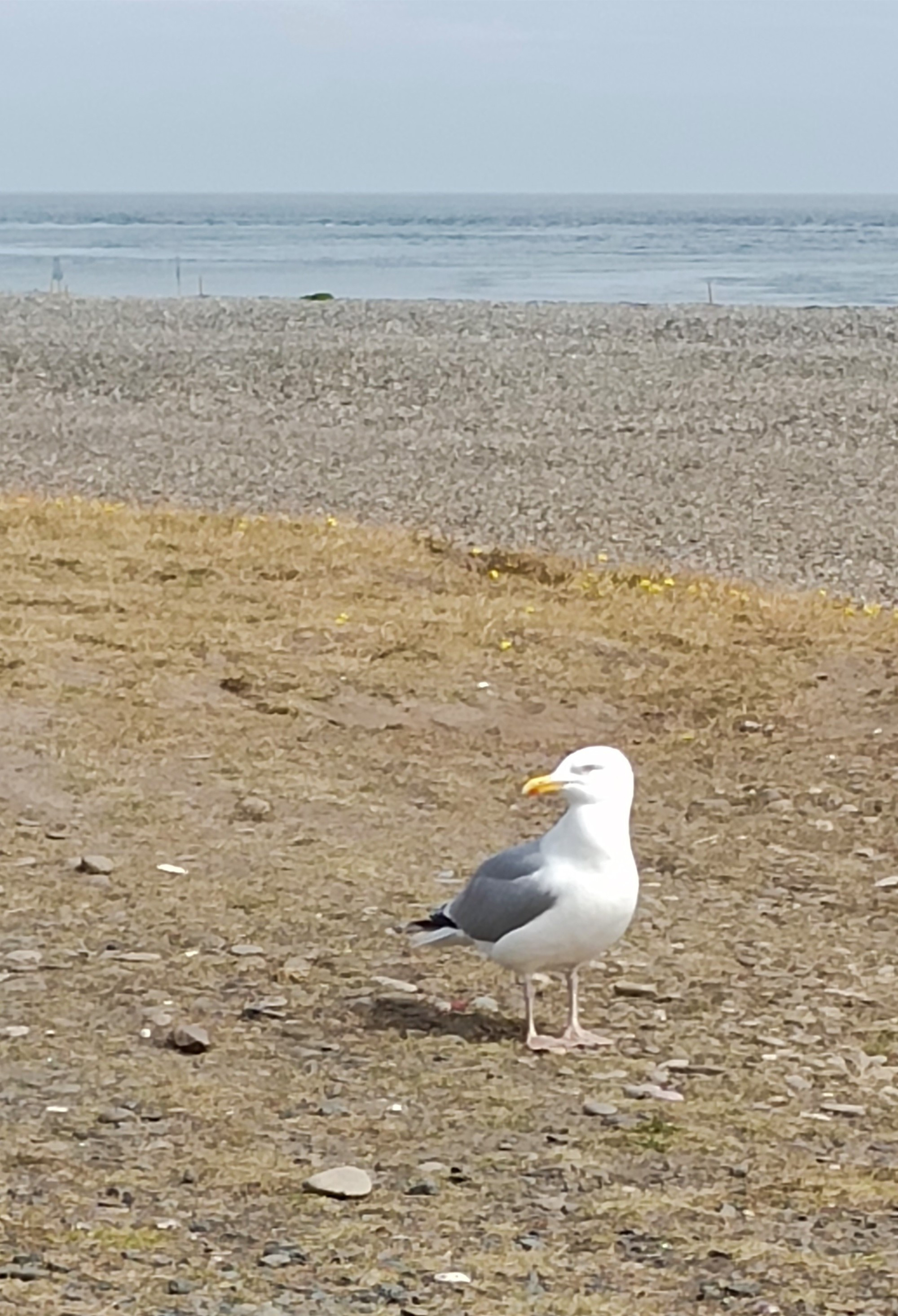 North Beach Marine Reserve, Мэн о-в