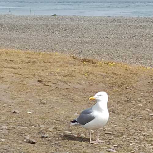 North Beach Marine Reserve, Мэн о-в