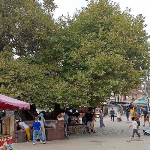 Chinar Tree, North Macedonia