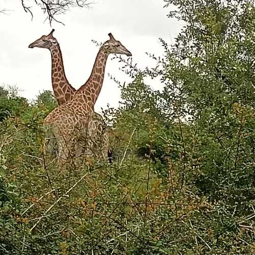 Национальный парк Крюгер, ЮАР