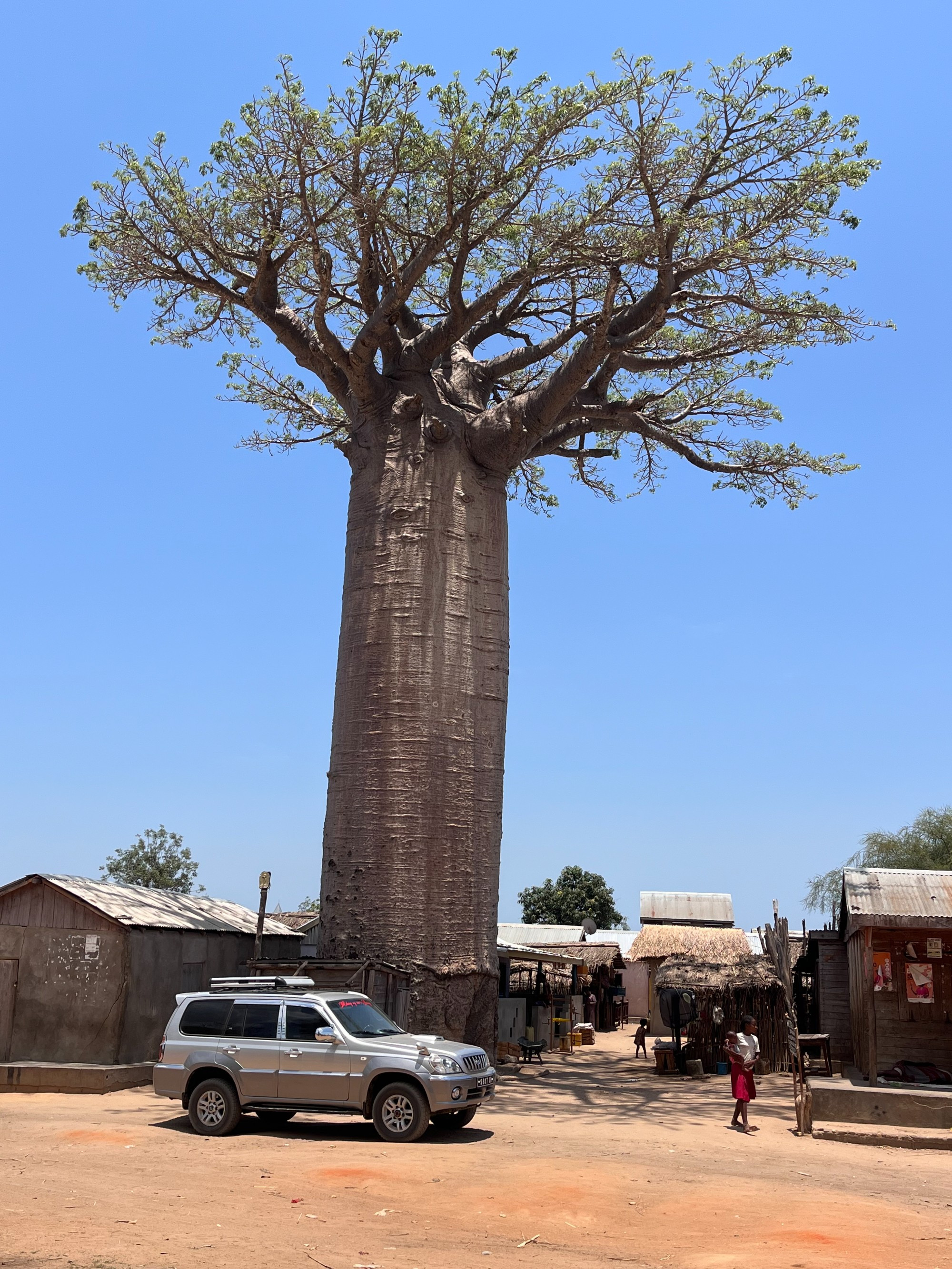 Avenue of the Baobabs, Madagascar