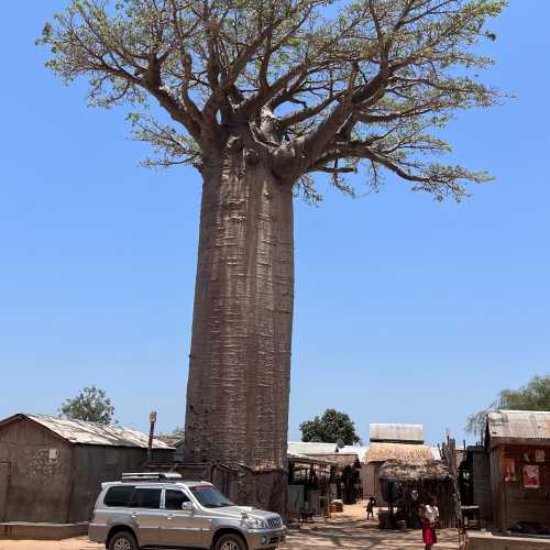 Avenue of the Baobabs, Madagascar