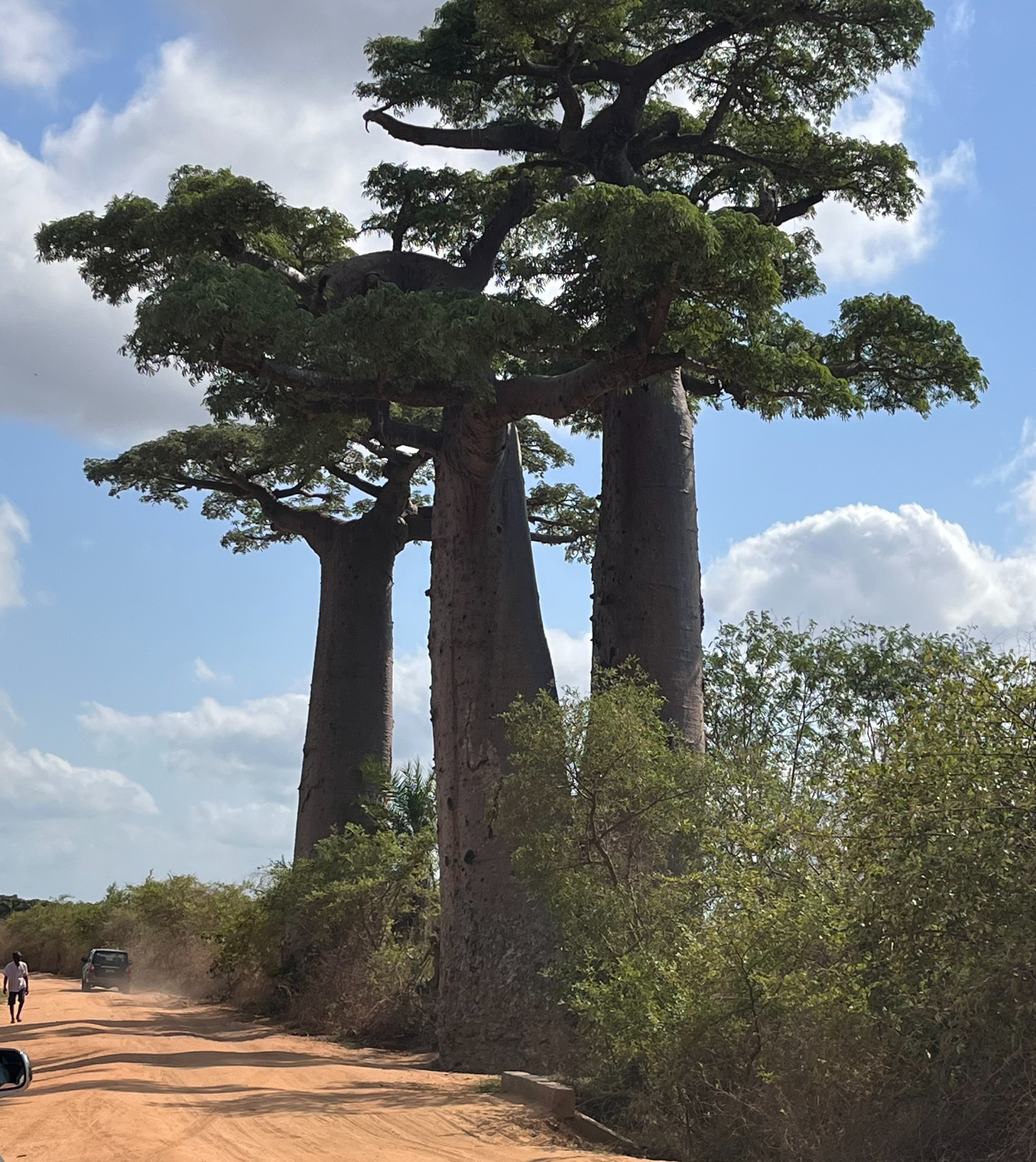 Avenue of the Baobabs, Madagascar