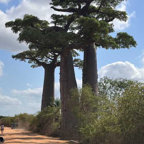 Avenue of the Baobabs, Madagascar