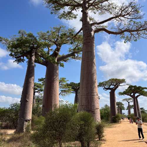 Avenue of the Baobabs, Madagascar