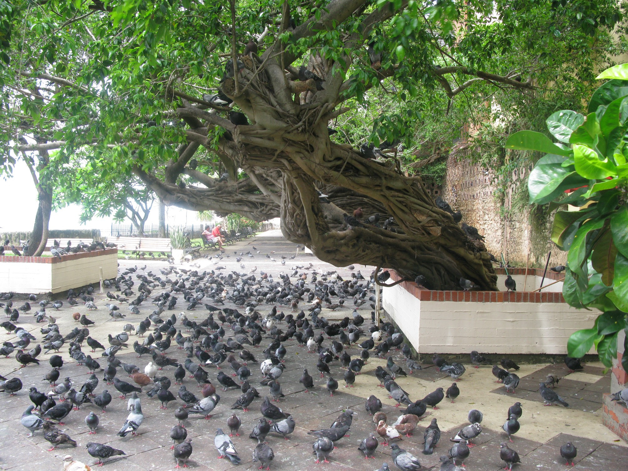 Pigeon Park - Parque de las Palomas, Puerto Rico