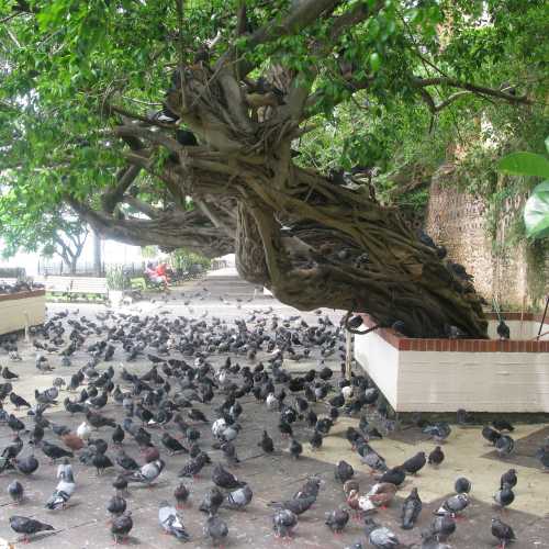 Pigeon Park - Parque de las Palomas, Puerto Rico