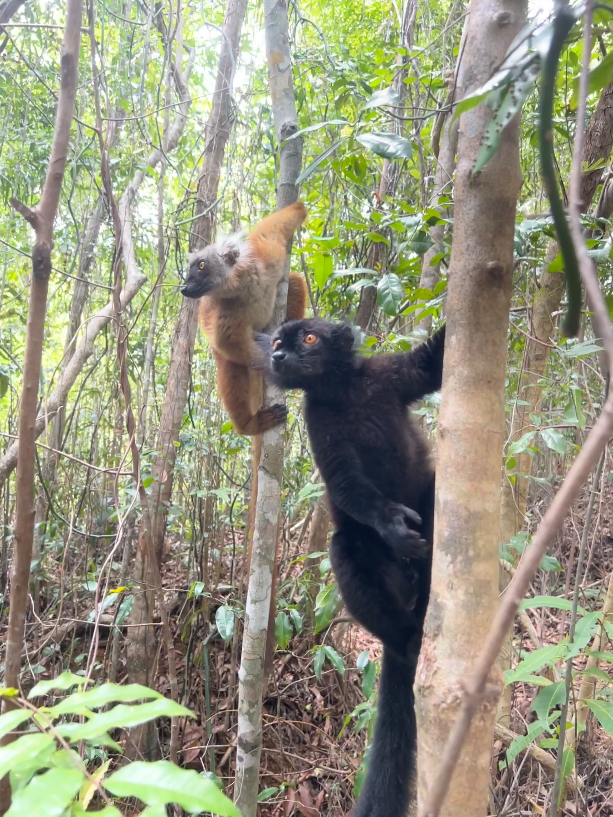 Madagascar