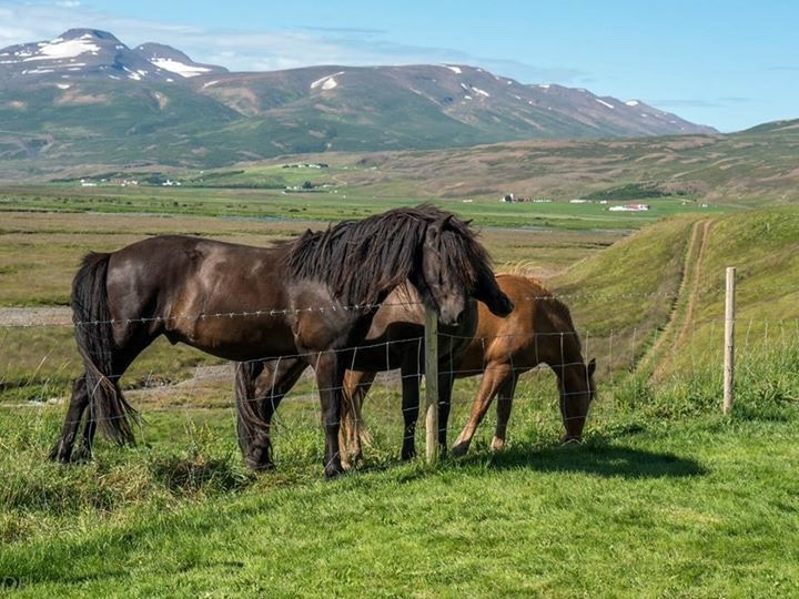 Iceland