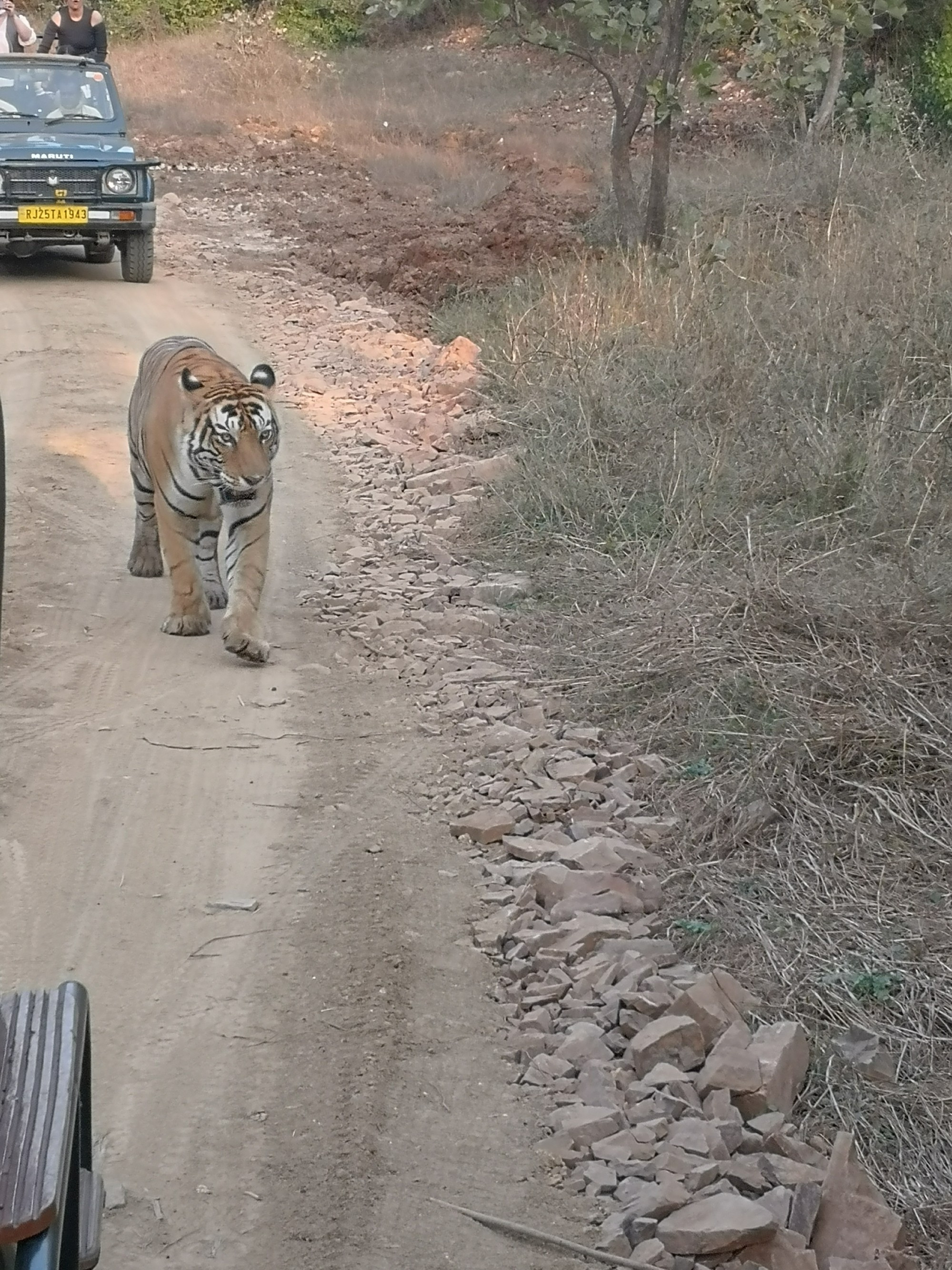 Ranthambore National park, India