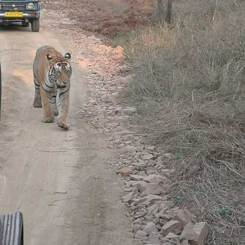 Ranthambore National park, India