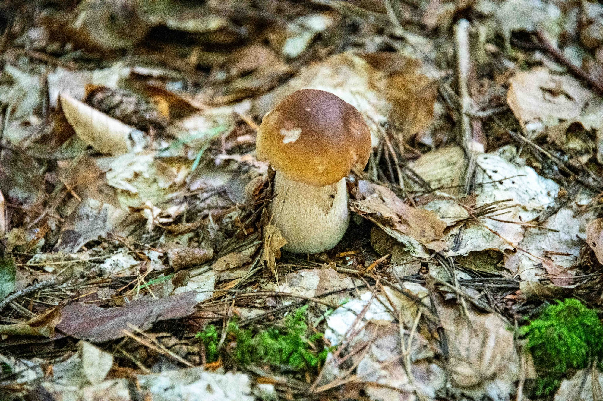Mushroom in forest near Fürstenberg/Havel
