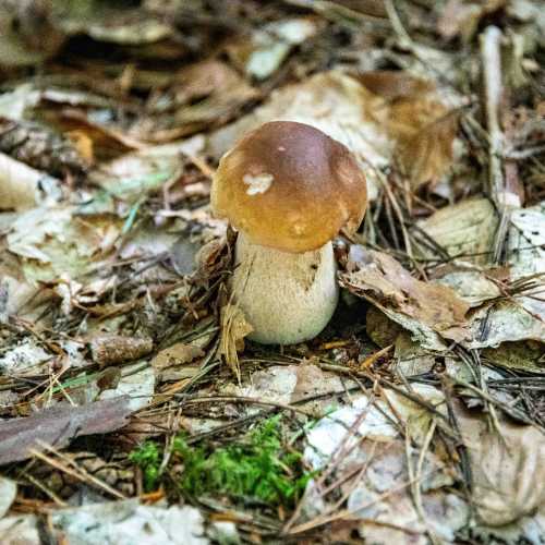Mushroom in forest near Fürstenberg/Havel