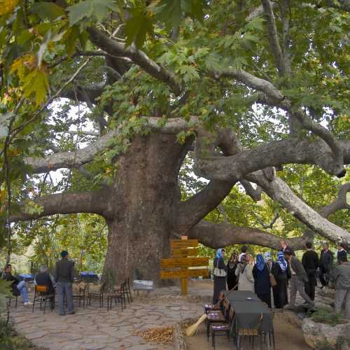 İnkaya Historical Plane Tree, Турция