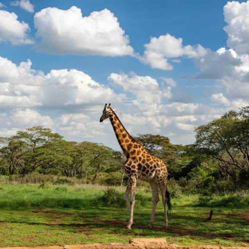 Giraffe Manor photo