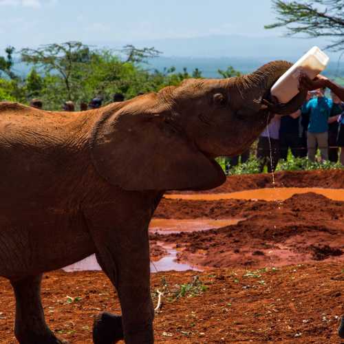 David Sheldrick Elephant Orphanage photo