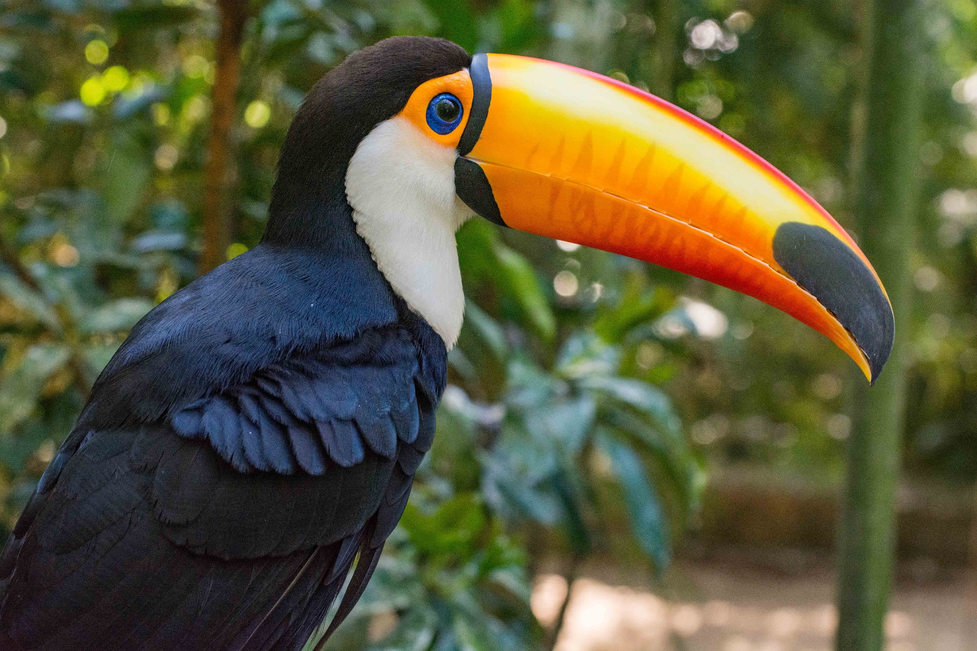 Parque das Aves (Bird Park), Brazil