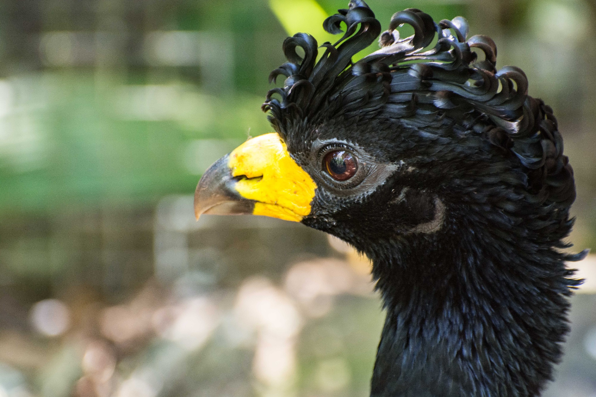 Parque das Aves (Bird Park), Бразилия