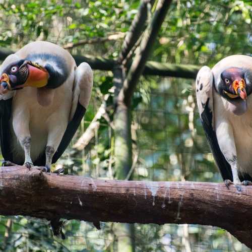 Parque das Aves (Bird Park), Brazil