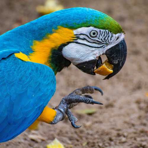 Parque das Aves (Bird Park), Бразилия