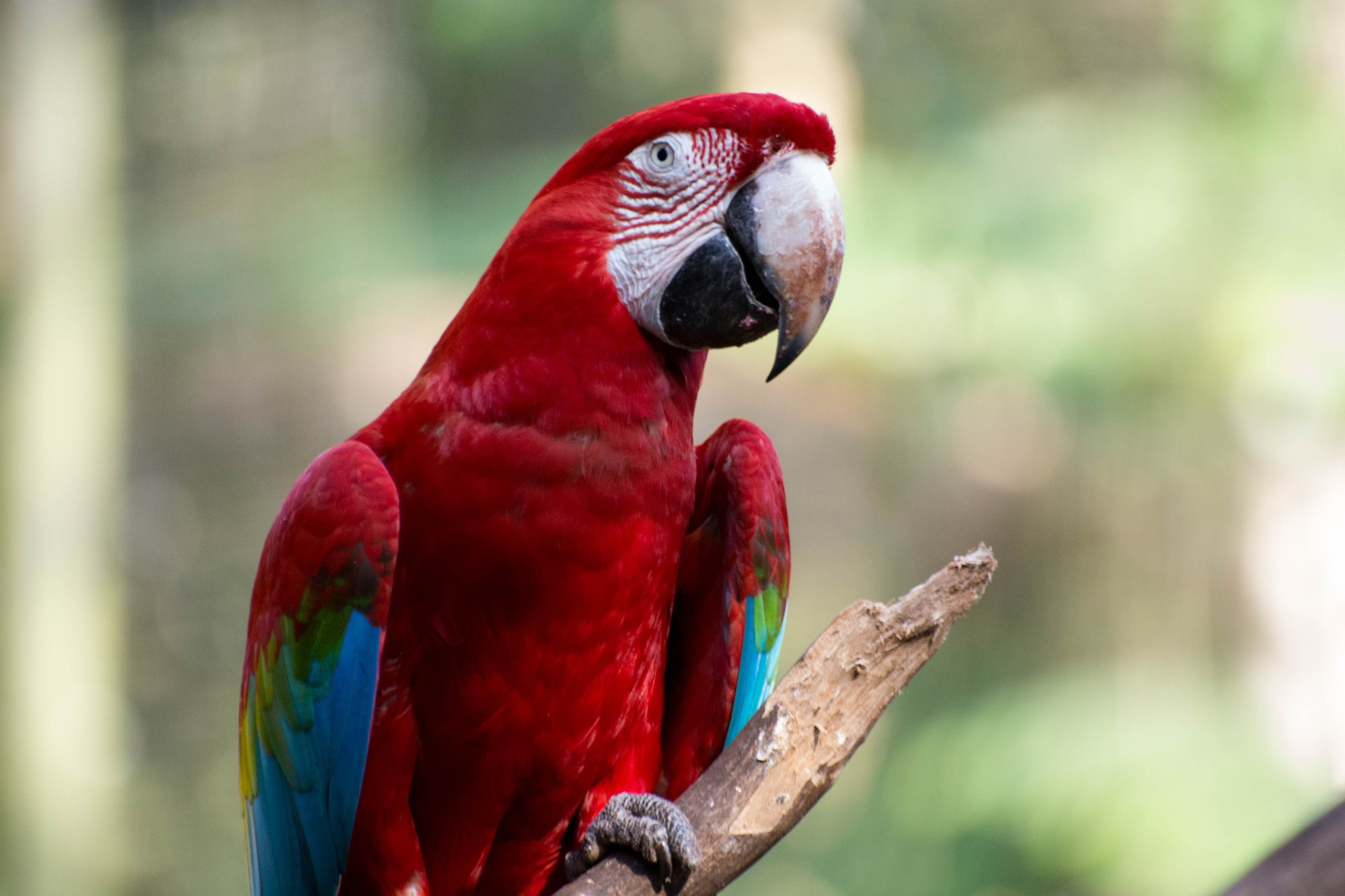 Parque das Aves (Bird Park), Бразилия