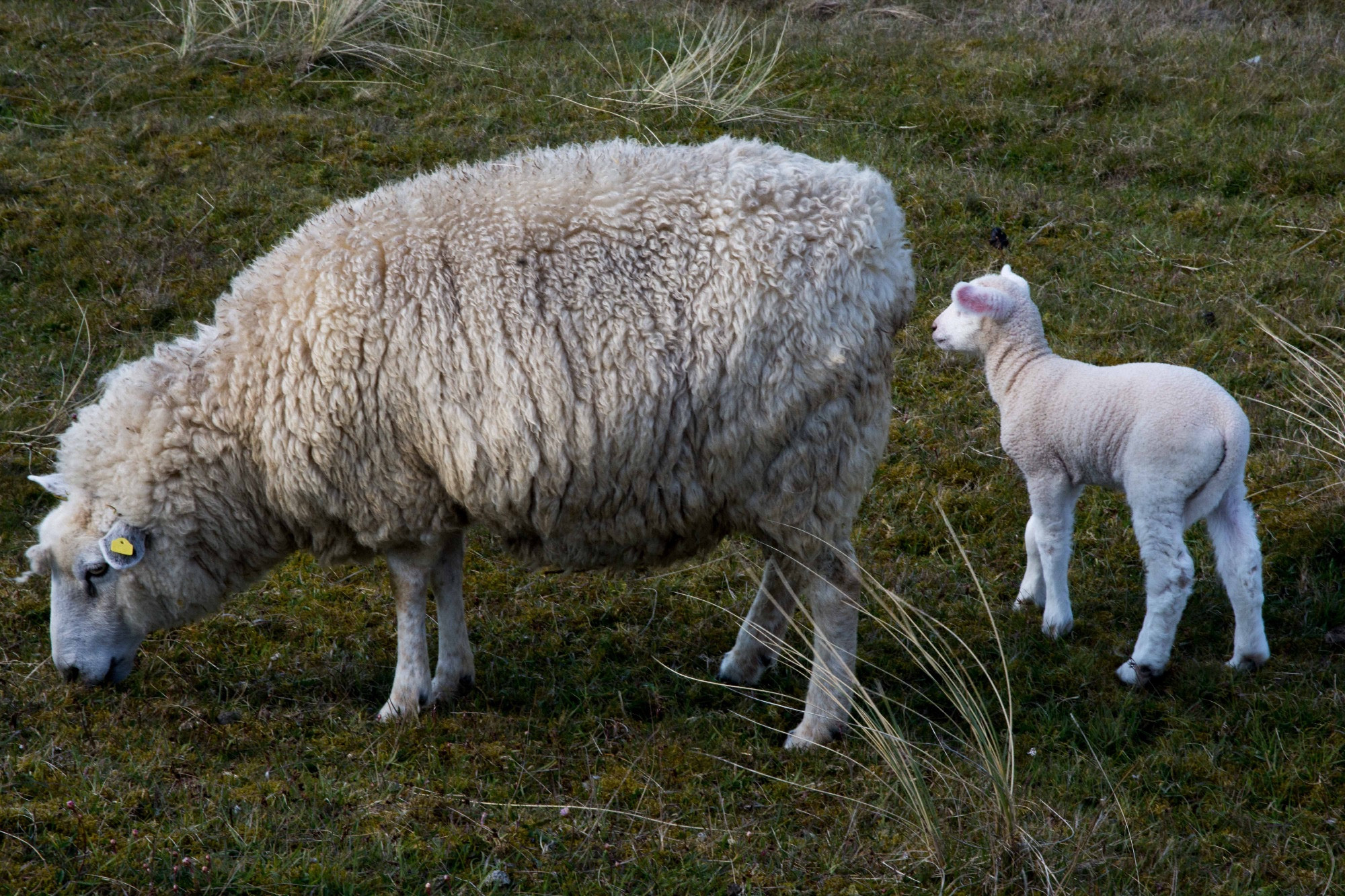 Sheep in List