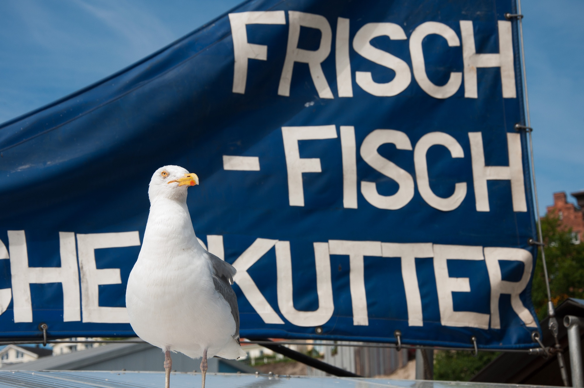 Sassnitz Harbor