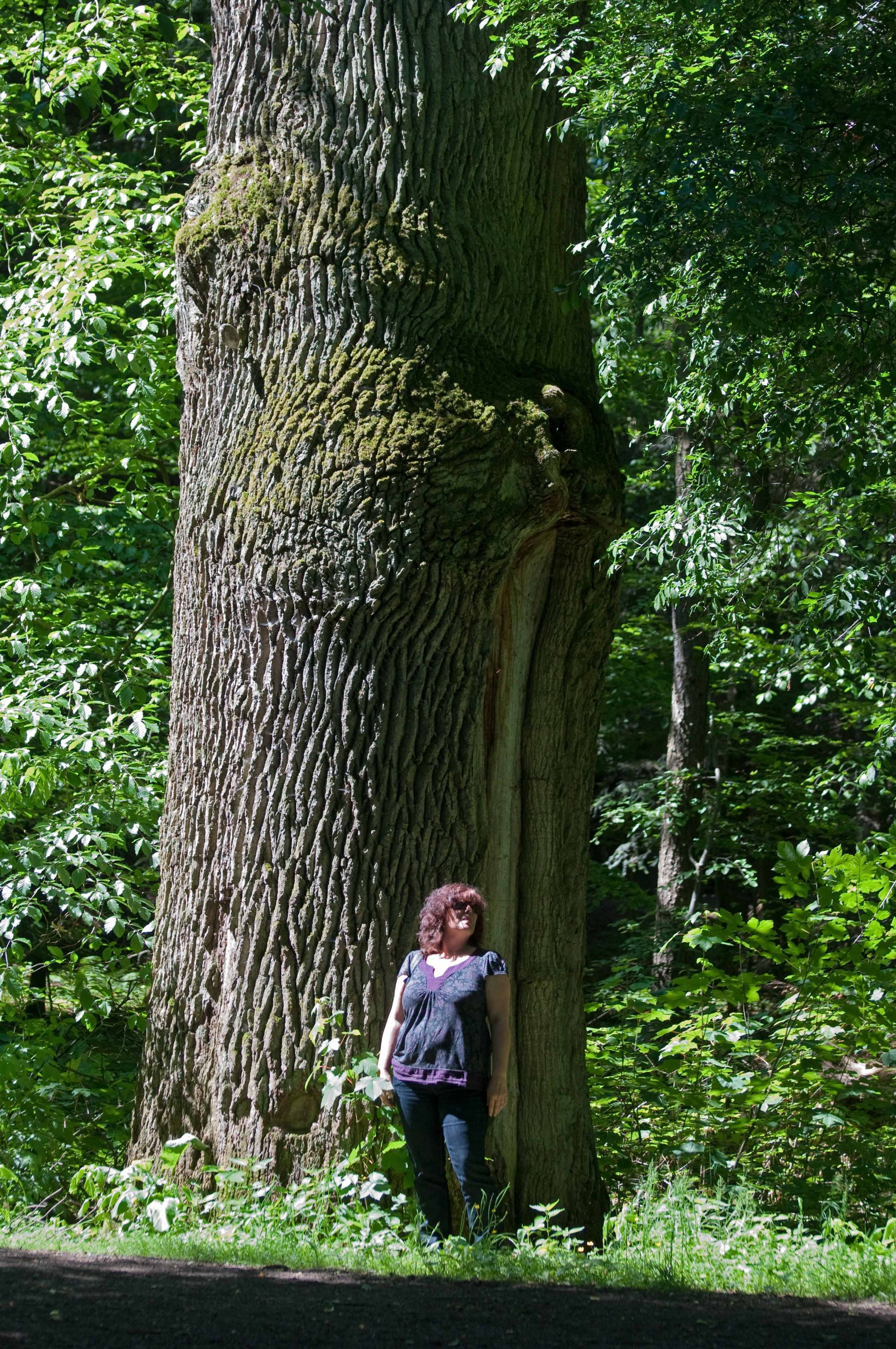 BigbTree at Bärensee