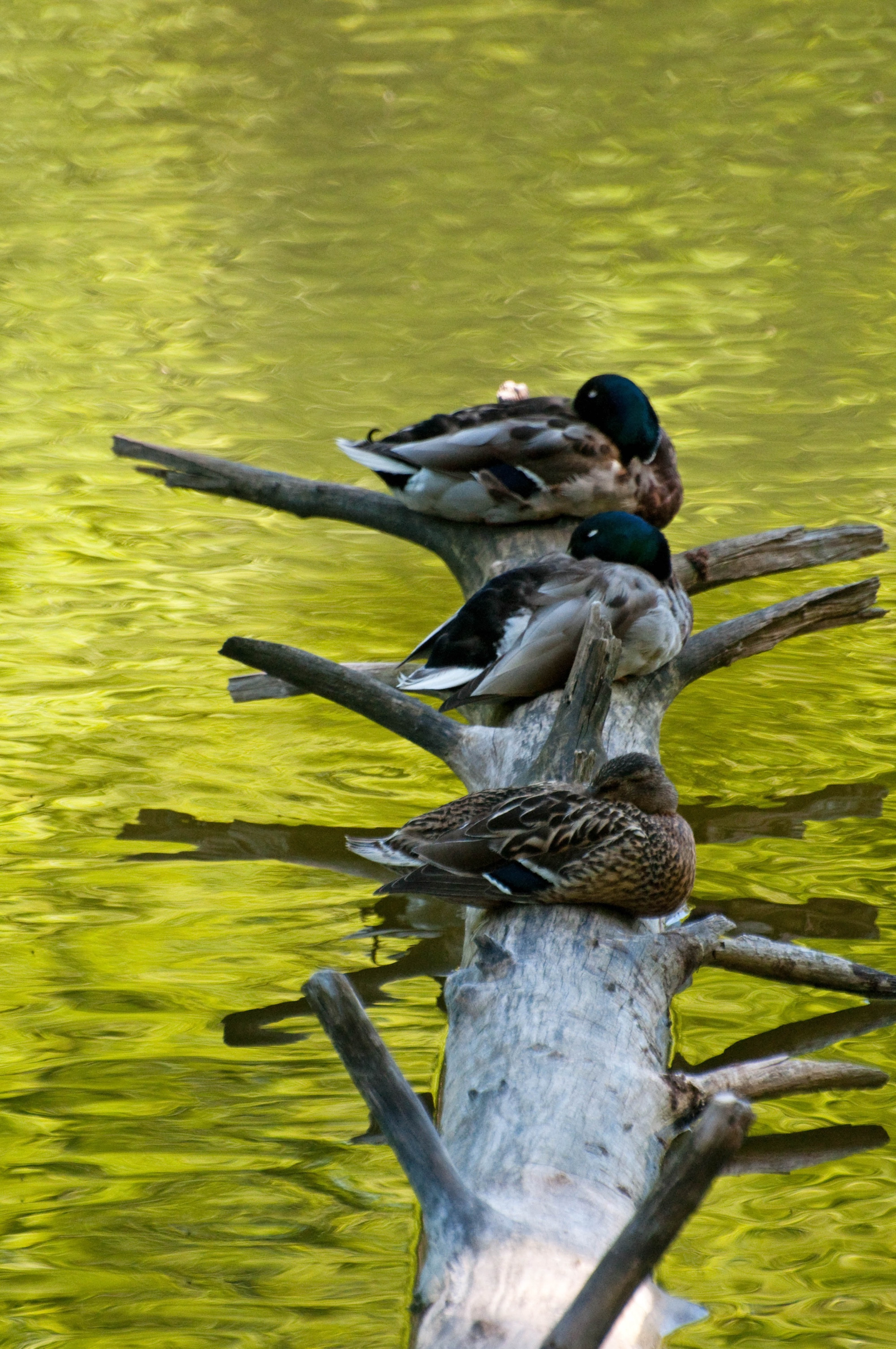 Birds at Bärensee