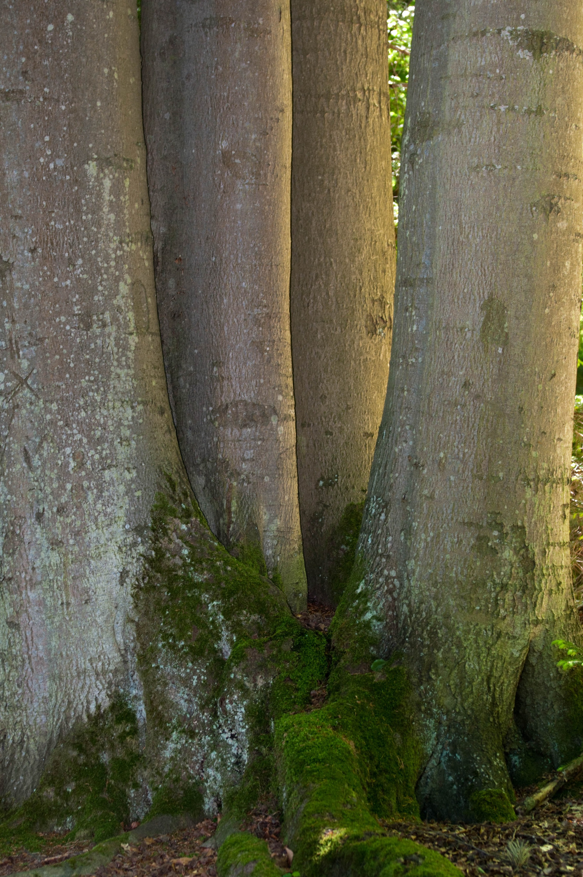 Tree-Family at Bärensee