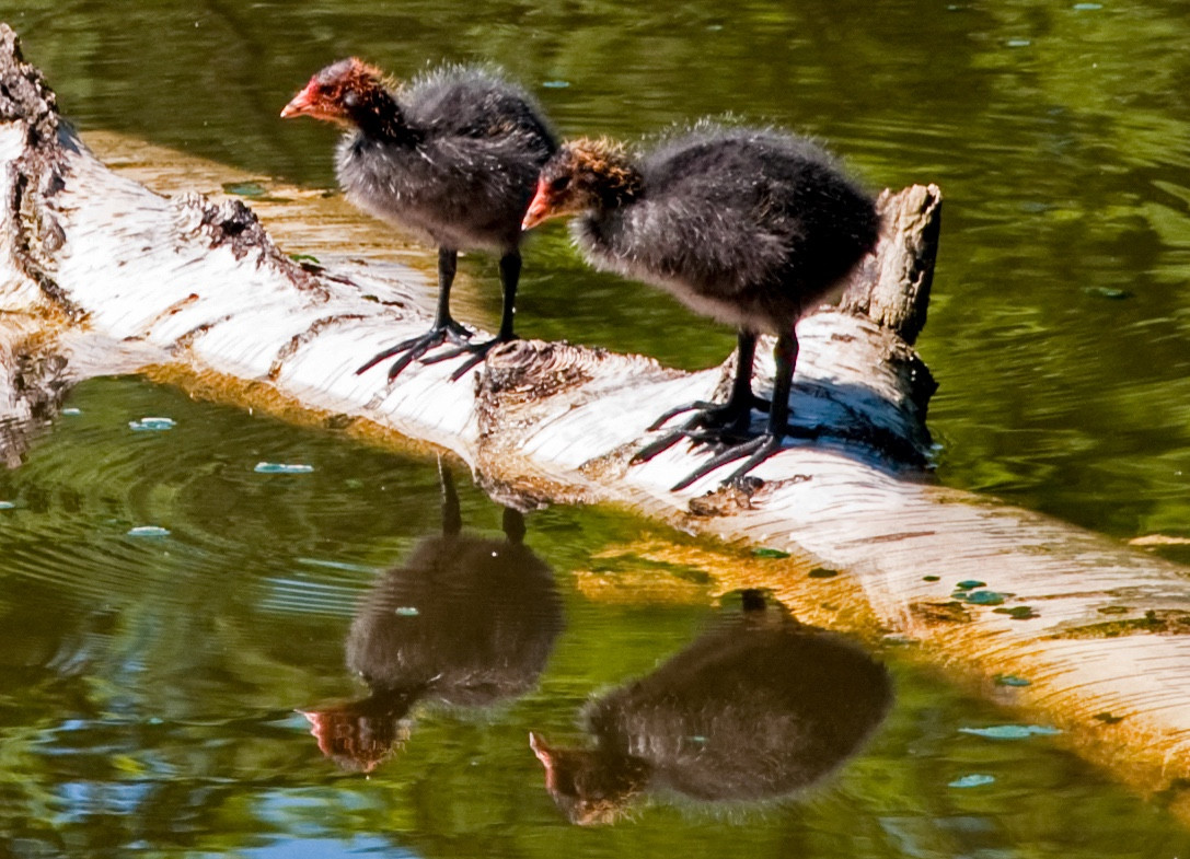 Young birds at Bärensee