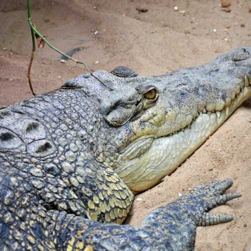 Crocodile (Crocodylus porosus)