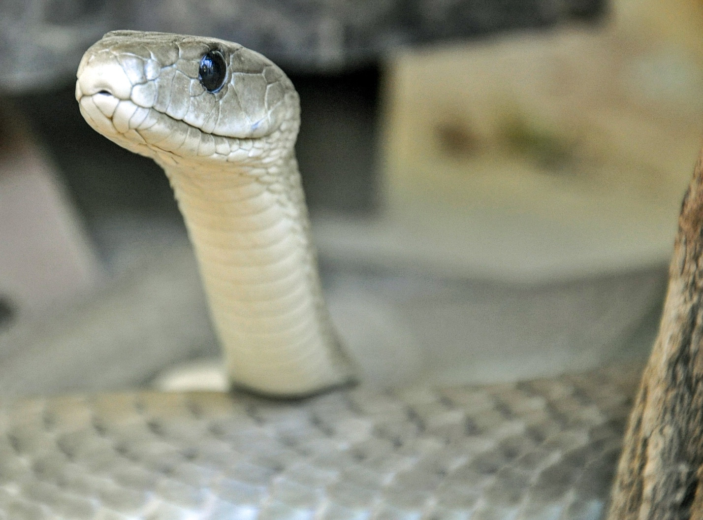 Black Mamba (Dendroaspis polylepis)