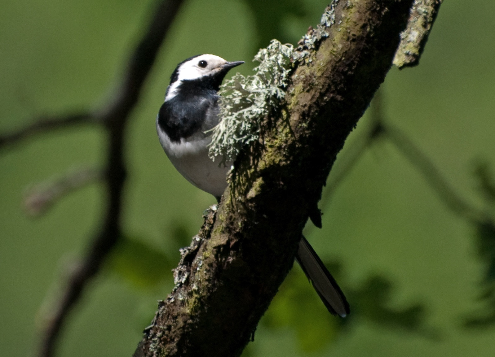 Bird at Bärensee