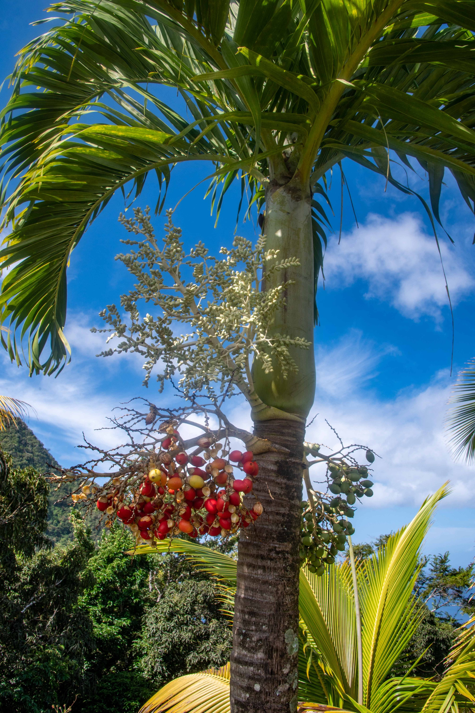 Tet Paul Nature Trail, Saint Lucia