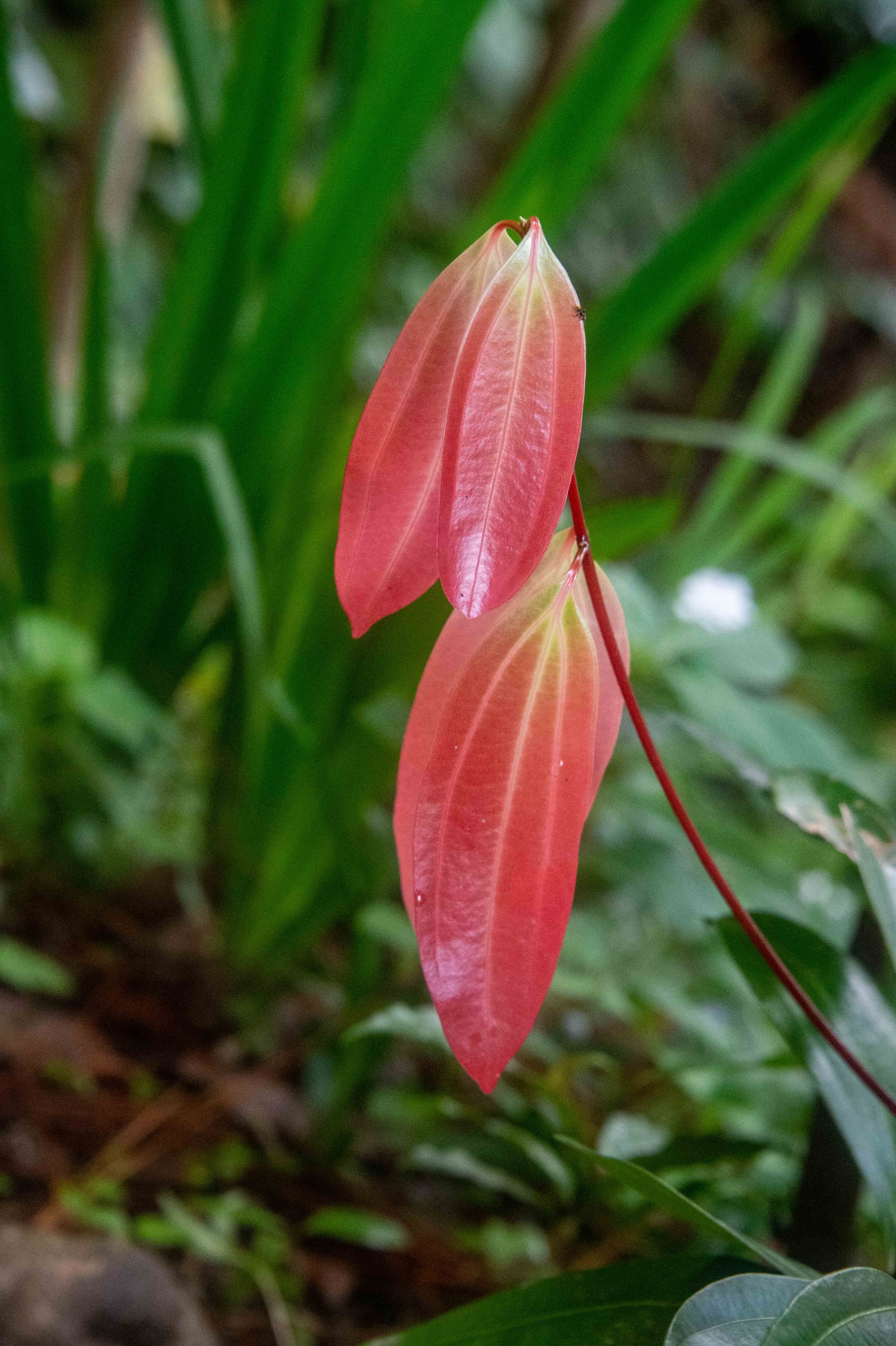 Morne Tabac Rain Forest Trail and Parrot Sanctuary, Saint Lucia