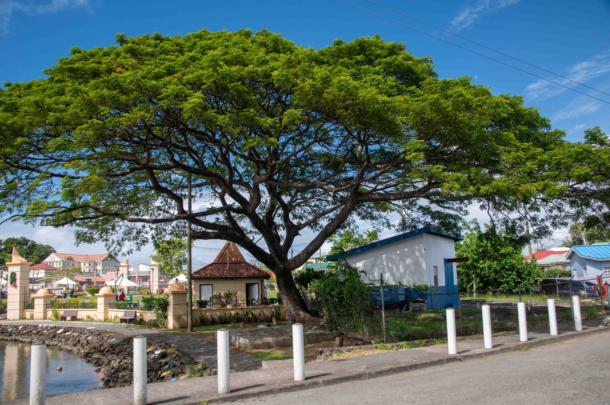 Tree in Castries