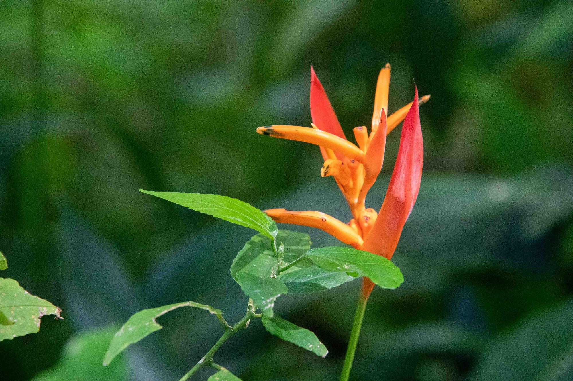 Diamond Falls Botanical Gardens, Saint Lucia