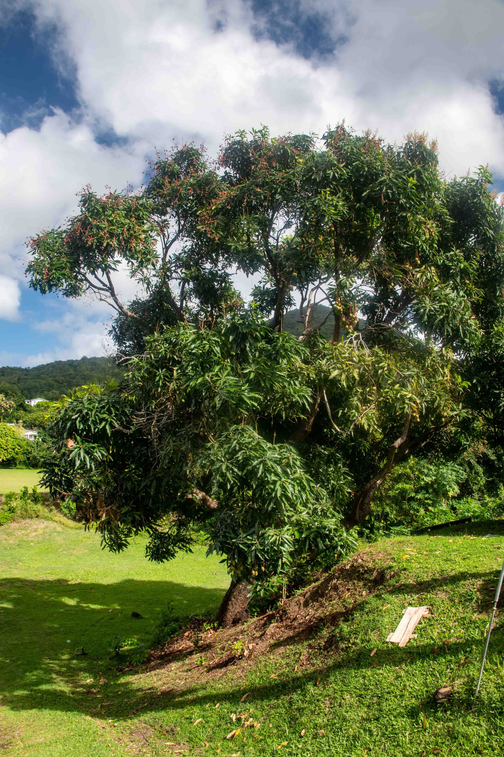 Mango Tree in Monchy