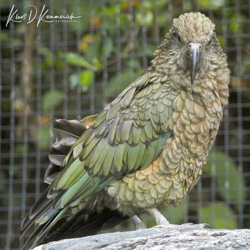 Kiwi and Birdlife Park — Kea (Nestor notabilis)