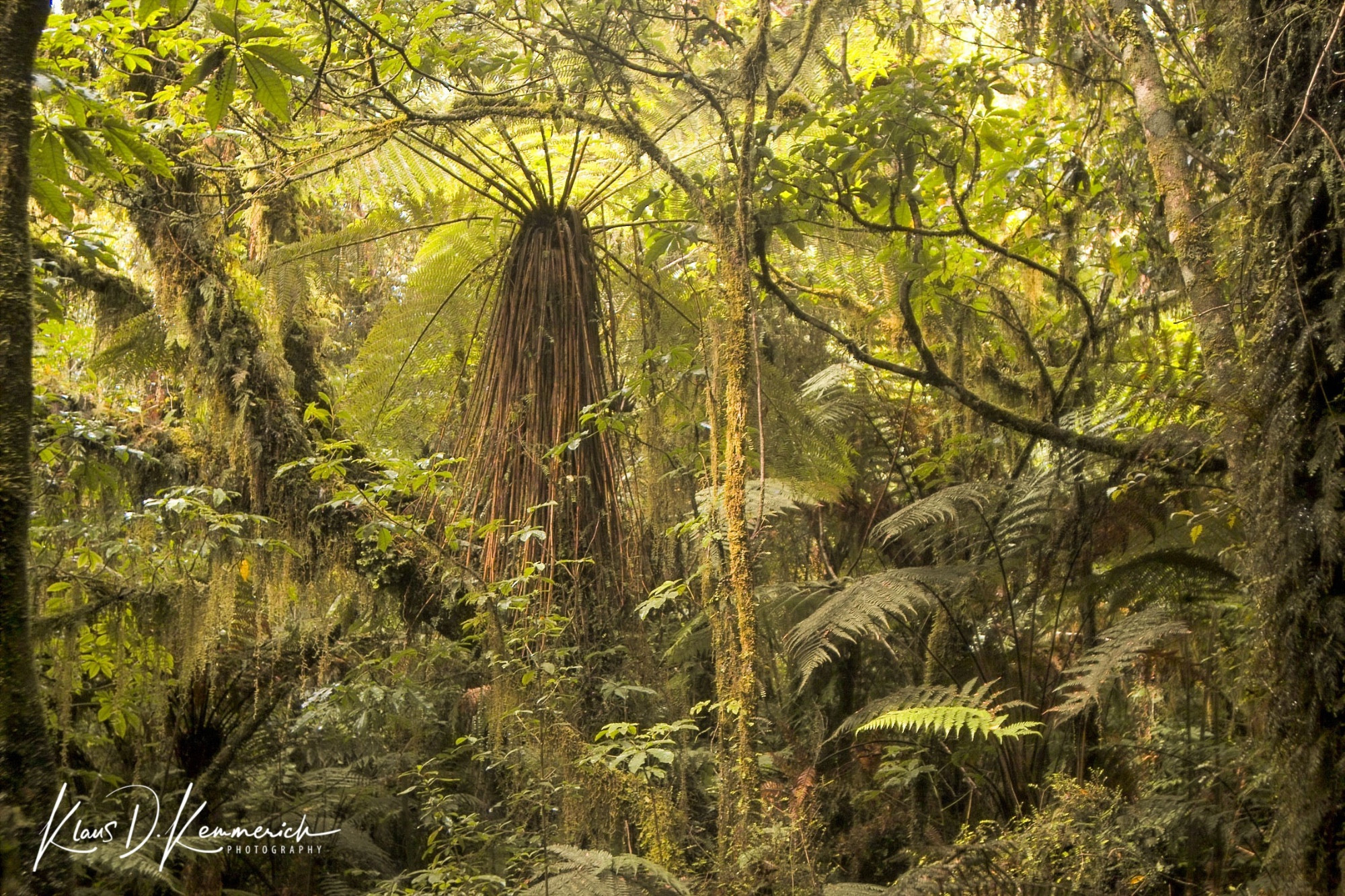 Rainforest Walk, Новая Зеландия
