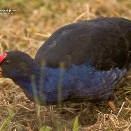Te Anau Bird Sanctuary