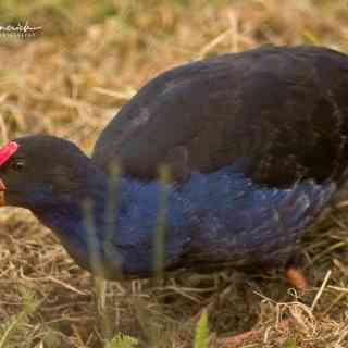 Te Anau Bird Sanctuary photo