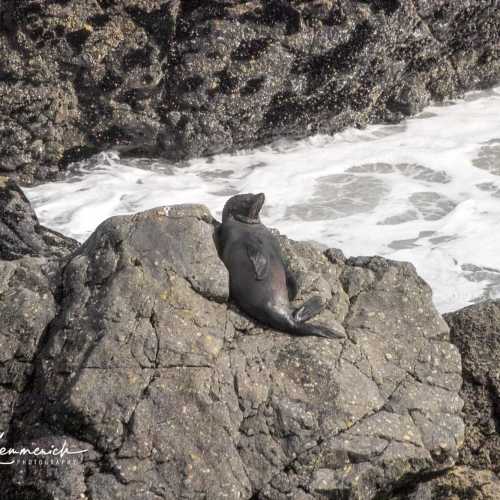 Seal Colony Tauranga Bay photo