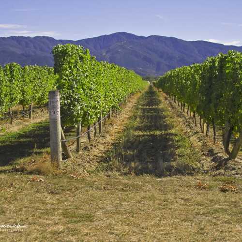 Blenheim Vineyards Valley, New Zealand