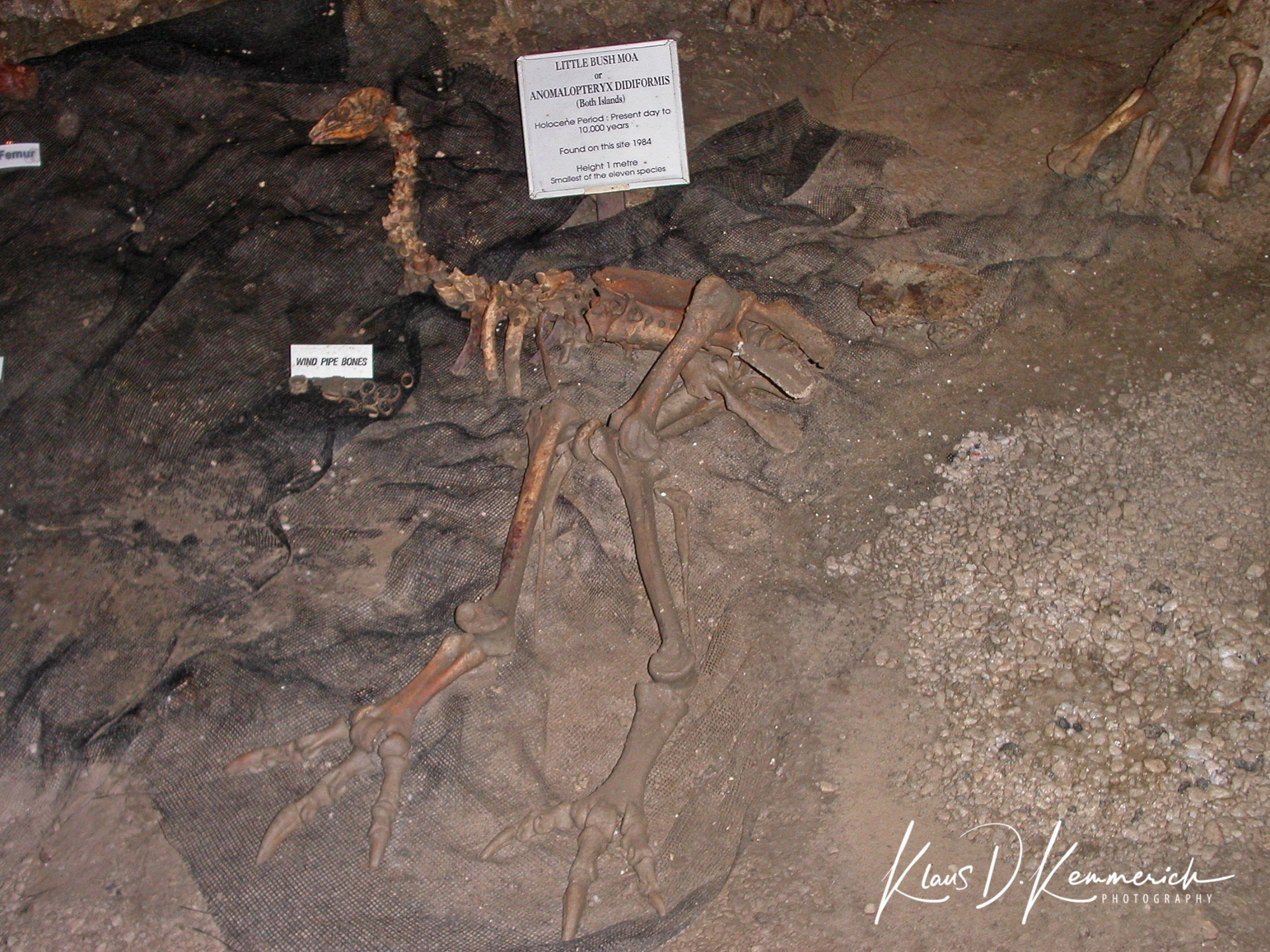 Ngarua Cave — Moa (ancient Bird) which have died in the cave
