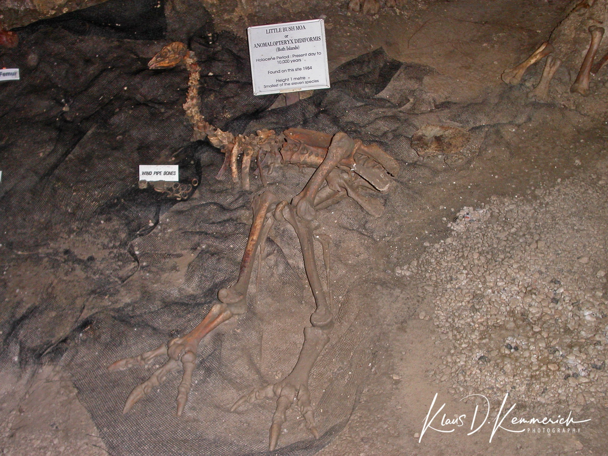 Ngarua Caves, New Zealand