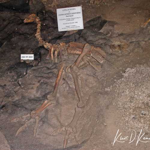 Ngarua Cave — Moa (ancient Bird) which have died in the cave