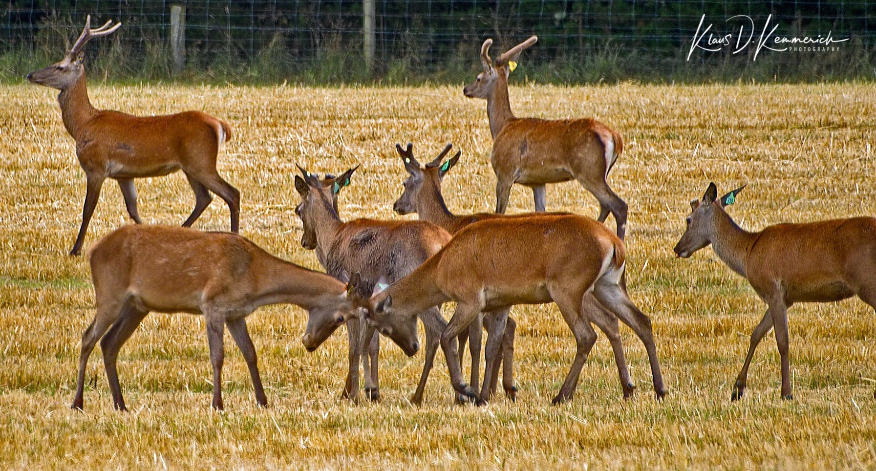 Deers at Mount Somers